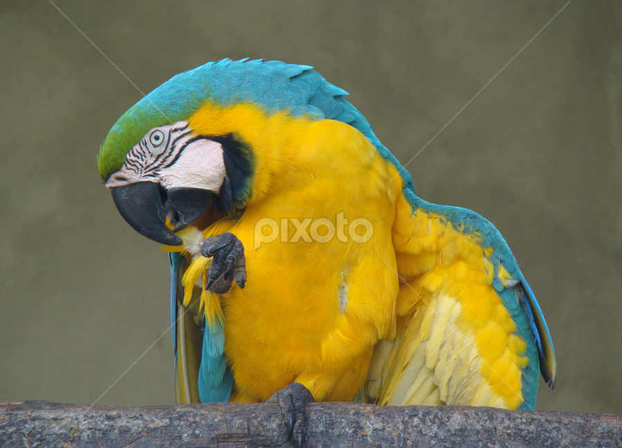 Am I Pretty Enough? by Travellingross ! - Animals Birds