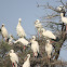 Asian openbill stork
