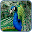 Peacock Live Wallpaper Download on Windows