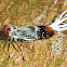 Red-dotted Planthopper or Wax-tailed Planthopper