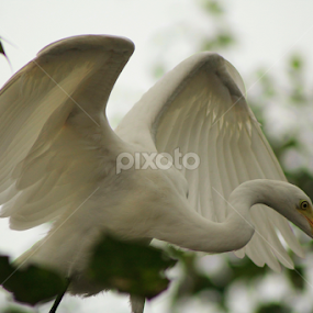 Great Egret by Sankar Singha - Animals Birds