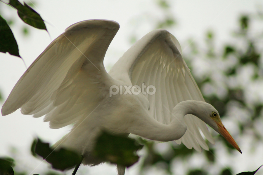 Great Egret by Sankar Singha - Animals Birds