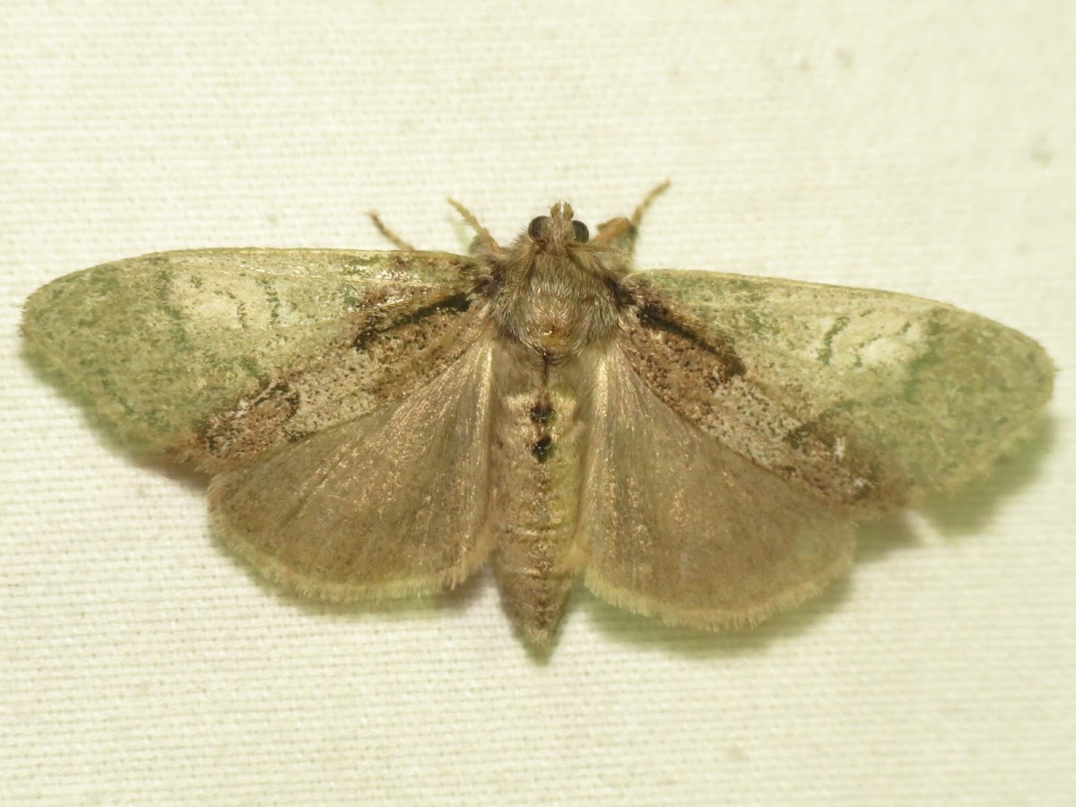 Variable Tussock Moth