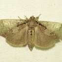 Variable Tussock Moth