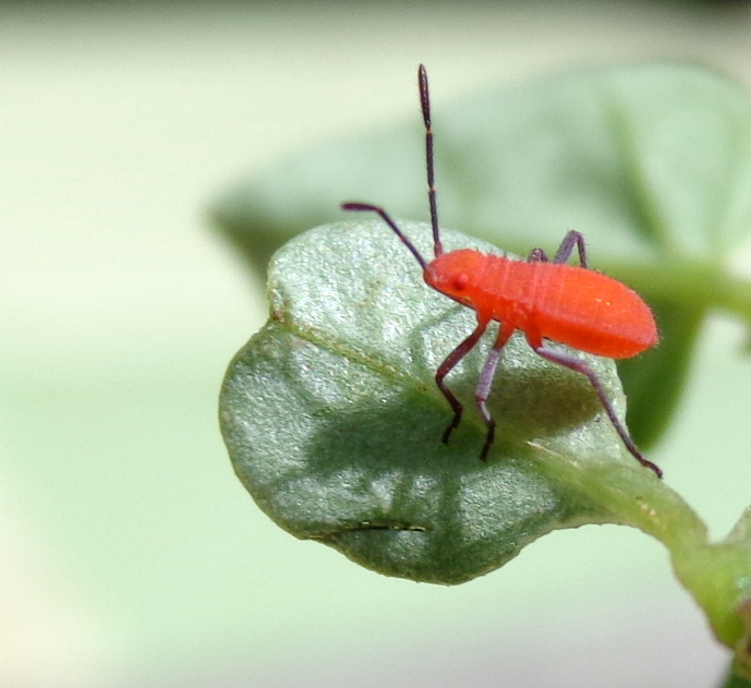 Soapberry Bug (nymph)