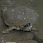 Black River Turtle