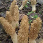 Morel mushrooms