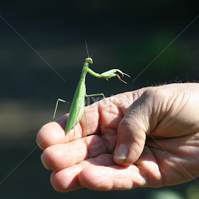 Praying Mantas by Karin Pelton - Animals Insects & Spiders