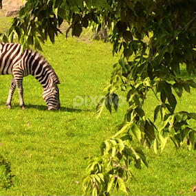 Framed by Bridget Wegrzyn - Animals Other