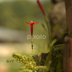 Red on Green by Ndang Chun - Flowers Single Flower