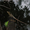 basilisco marrón - Brown Basilisk