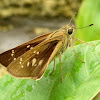 Rice Swift Butterfly