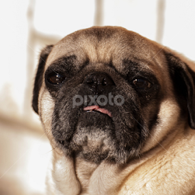 by Hrvoje Lučić - Animals - Dogs Portraits