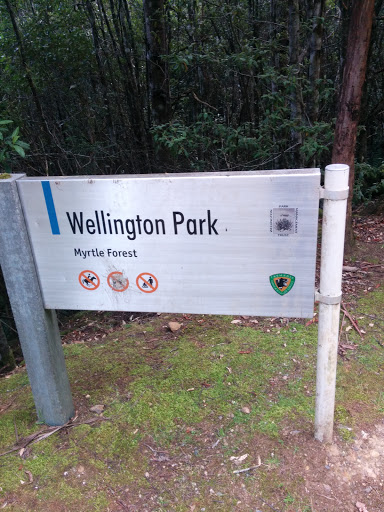 Wellington Park Myrtle Forest