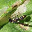 Solitary potter wasp