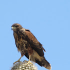 Harris' Hawk-juvenile