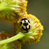 14-spotted Ladybird