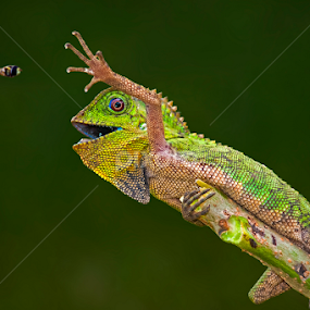 Come Here U Little Creature..!! by Aditya Permana - Animals Reptiles