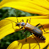 Goldenrod Soldier Beetle