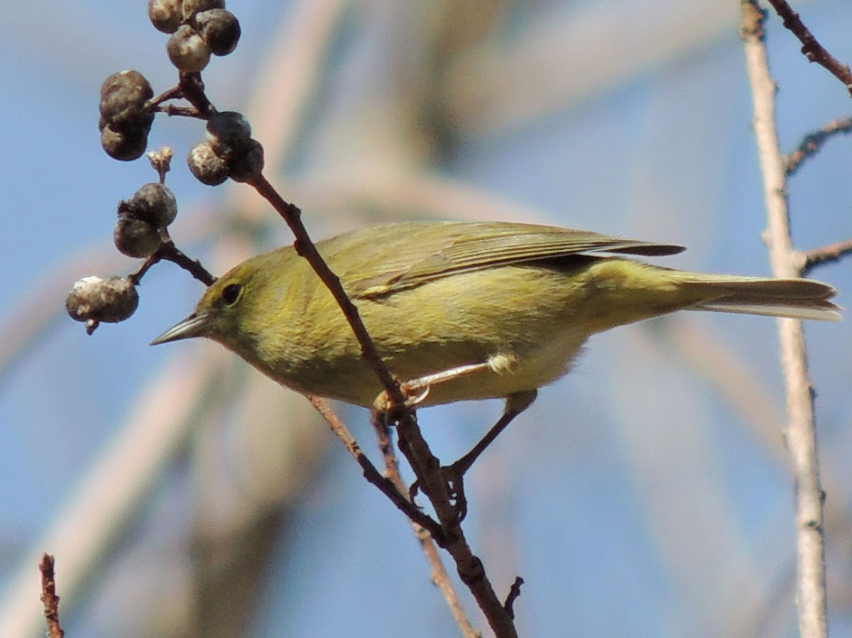 Orange-crowned Warbler