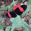 Postman Butterfly