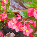 Begonia Dragon