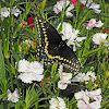 Black Swallowtail (male)