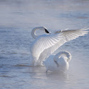 Trumpeter Swan