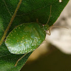 Green Stink Bug Nymph