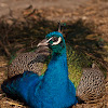 Indian Peafowl