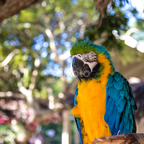 by Ben Liu - Animals Birds