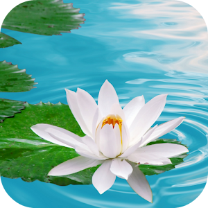 Lily on Water Live Wallpaper.apk 1.0