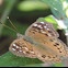 Hackberry Emperor