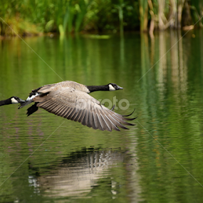 Take Off by Ken Miracle - Animals Birds