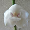Holly ghost orchid