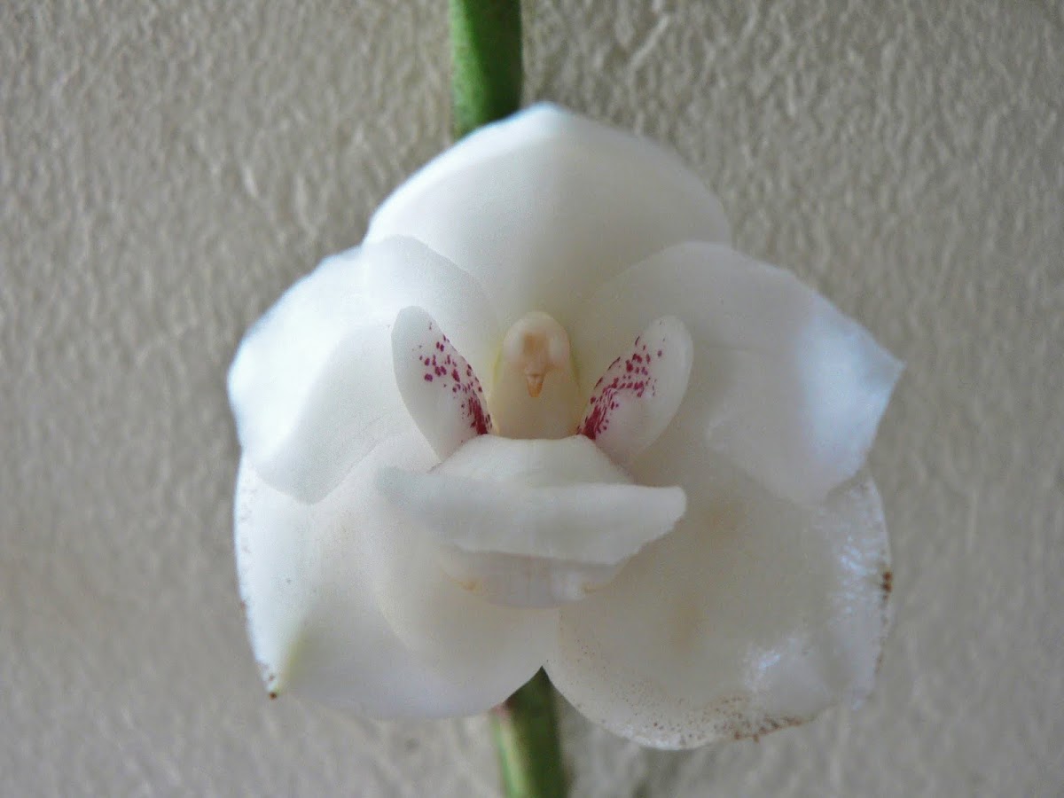 Holly ghost orchid