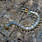 Florida blue centipede