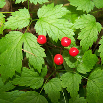 Poisonous Plants of the Pacific Northwest