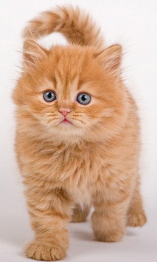 Cute Orange Kitty WP