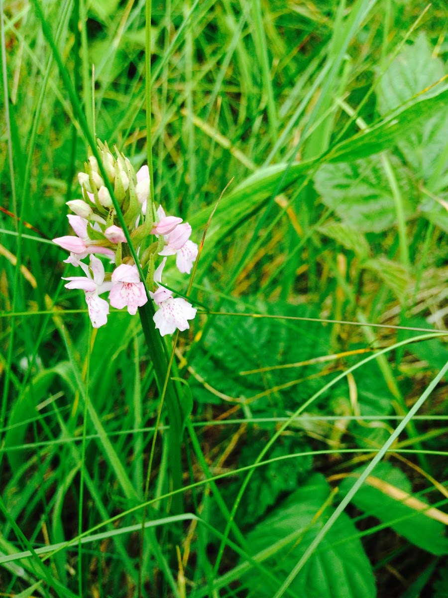 Common Spotted orchid