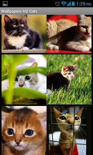 免費下載娛樂APP|Cats HD Wallpapers app開箱文|APP開箱王