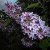 Syringa .Lilac / Сирень