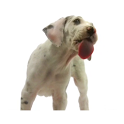 Dog Screen Cleaner - Free icon