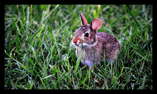 Free Download Czary Mary APK for Android