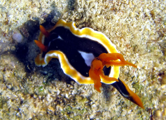 Chromodoris sp. Project Noah