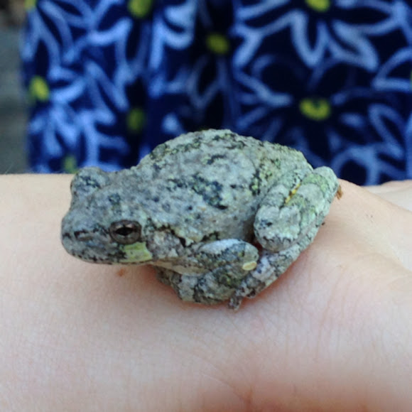 Eastern gray tree frog | Project Noah