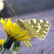 Mariposa Blanquiverdosa. Bath White Butterfly.