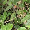 Golden Orb-web Spider (male & female)
