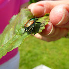 Japanese Beetle