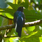 Citreoline Trogon